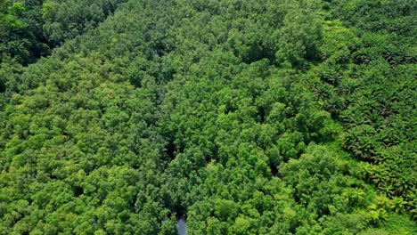 Aerial-view-from-Malanza-river-revealing-the-green-forest-of-south-of-Sao-Tome,Africa