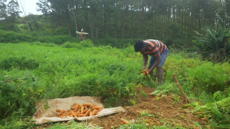 A-farmer-harvesting-carrots-at-a-farm-in-rural-village