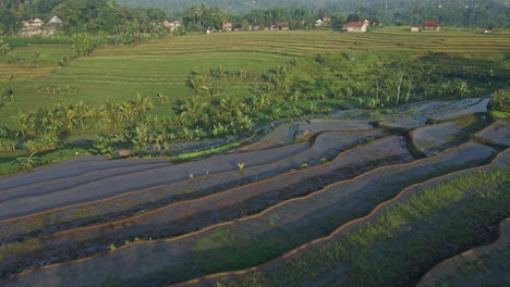 Farmer-walking-over-paddy-rice-fields-in-Indonesia,-aerial-view