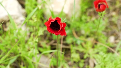 Red-anemone-flower,-Negev-Nature-Reserve,-in-flowering-season