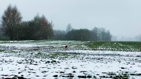 Sola-Cigüeña-Blanca-Camina-Sobre-Tierras-De-Cultivo-Verdes-Durante-Una-Repentina-Tormenta-De-Nieve-De-Abril,-Letonia