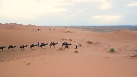 Bereber-Hombre-Con-Manada-De-Camellos-Caminando-En-El-Desierto-Del-Sahara,-Marruecos