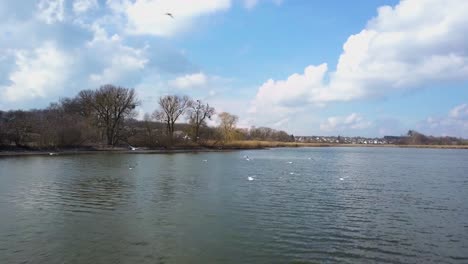 Flock-of-birds-taking-of-from-the-lake-follow-view