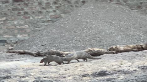 males-and-females-are-breeding-mongoose