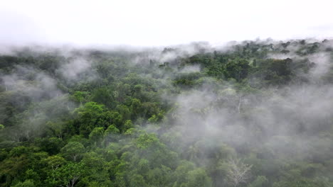 Luftaufnahme-Eines-Dichten-Nebels,-Der-Den-Regenwald-Bedeckt