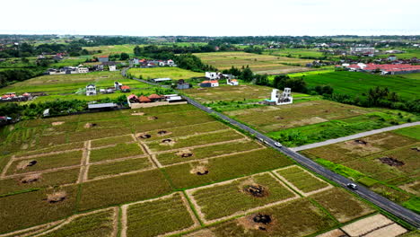Rice-harvest-with-burnt-straw-piles-at-centers-of-paddy-fields,-aerial-dolly