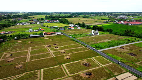 Cosecha-De-Arroz-Con-Montones-De-Paja-Quemada-En-El-Centro-De-Los-Arrozales,-Plataforma-Rodante-Aérea