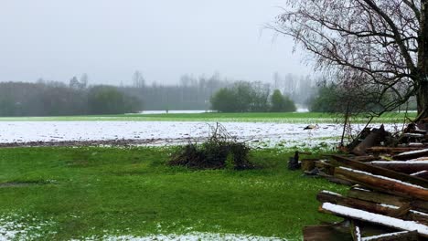 Confused-white-stork-walk-on-snowy-field,-sudden-April-blizzard,-Latvia