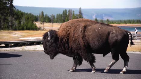 Ein-Großer-Bison-Läuft-über-Einen-Parkplatz-Im-Yellowstone-Nationalpark