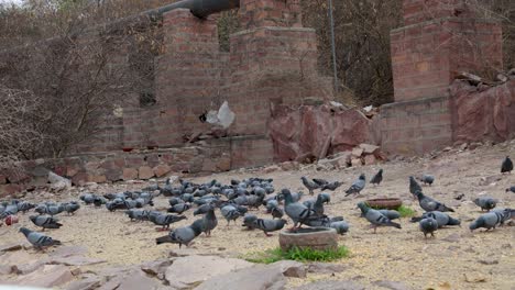 Palomas-Alimentándose-Al-Aire-Libre-Por-La-Noche