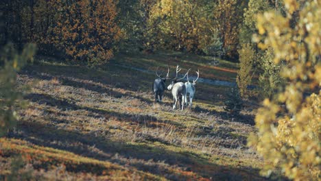 Rückansicht-Von-Drei-Rentieren,-Die-Durch-Den-Herbstlichen-Wald-Traben