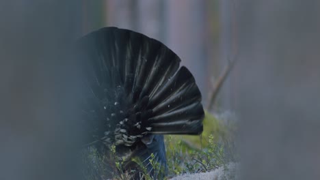 Male-western-capercaillie-roost-on-lek-site-in-lekking-season-close-up-in-pine-forest-morning-light