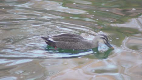 Paisaje-De-Primer-Plano-De-Un-Pato-Nadando-En-El-Agua-En-Tokio,-Japón---Primer-Plano