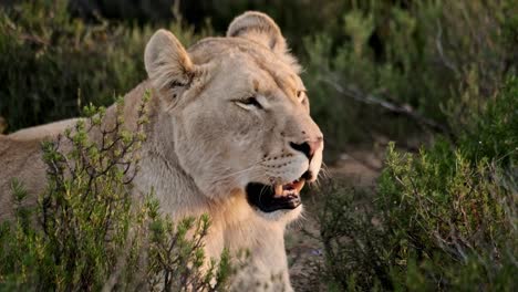 A-lioness-laying-in-between-shrubs-gives-a-big-yawn-showing-off-her-teeth-before-looking-directly-at-the-camera