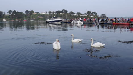 Mute-Swans-swimming-within-tranquil-creekside-waters-whilst-people-dining-outside