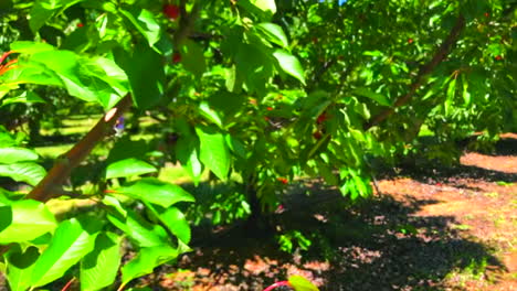 Cámara-Lenta---Deliciosas-Cerezas-Rojas-Brillantes-De-Las-Granjas-De-Brentwood