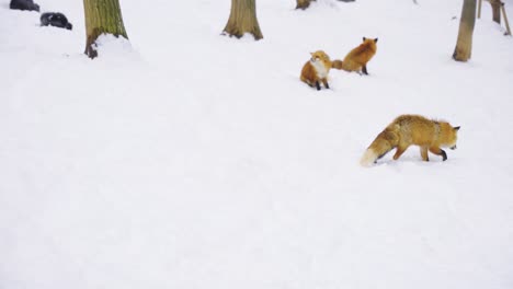 Foxes-Walking-Through-Snow-Covered-Forest-Floor-in-Winter