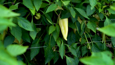 Green-bell-pepper-cultivation-in-a-greenhouse,-a-solitary-green-chili-on-stage