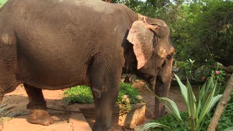 El-Elefante-Que-Come-Hojas-De-Palma-Es-Cuidado-Por-Su-Cuidador.