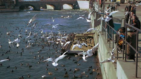 Seagulls-flying-over-canal-in-Stockholm-shot-in-slow-motion