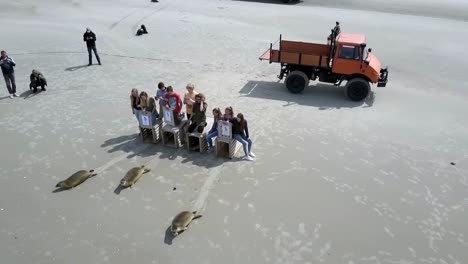 Seal-cubs-released-after-rehabilitaiton-on-Terschelling,-The-Netherlands