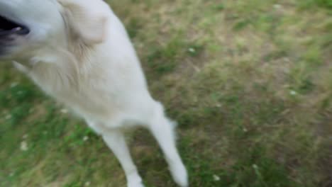 First-person-view-of-owner-playing-toss-with-his-white-dog,-handheld-shake