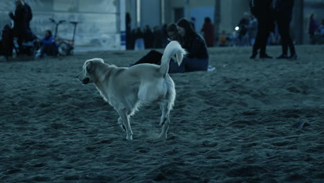 Perro-Atrapando-Una-Pelota-En-La-Playa-Por-La-Noche