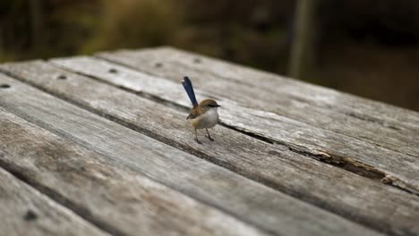 Nahaufnahme-Eines-Kleinen-Vogels,-Der-Neugierig-Auf-Einem-Picknicktisch-In-Einer-Ruhigen-Parkumgebung-Thront