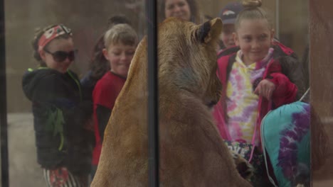 Löwe-Im-Zoo-Will-Durch-Glas-Dringen,-Um-Kinder-Zu-Fressen