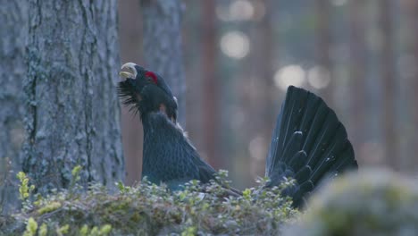 Male-western-capercaillie-roost-on-lek-site-in-lekking-season-close-up-in-pine-forest-morning-light