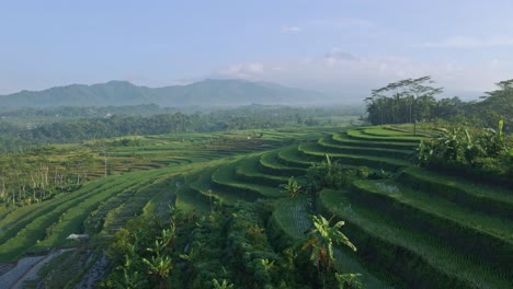 Exotic-rice-terraces-and-palms-trees-in-early-morning-of-Indonesia,-aerial-view