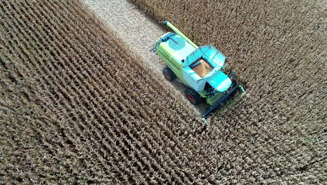 Cosechadora-Cosechando-Maíz-Maduro-En-El-Campo