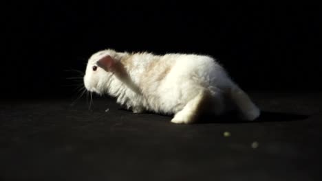 Close-Up-Portrait-Of-An-Adorable-Baby-Lop-Rabbit-With-White-Fluffy-Fur-Wriggling-Its-Nose-On-A-Black-Studio-Background-Eating-Pellet-Food