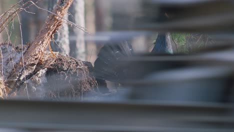 Male-western-capercaillie-roost-on-lek-site-in-lekking-season-close-up-in-pine-forest-morning-light