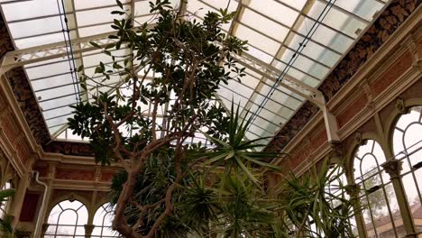 Beautiful-exotic-trees-growing-inside-a-classical-historical-greenhouse-in-a-botanical-garden-in-Barcelona,-Parc-de-la-Ciutadella