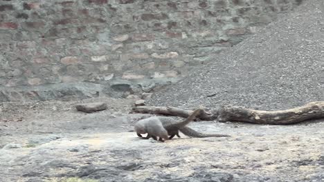 mongoose-are-having-fun-and-the-male-and-female-are-breeding