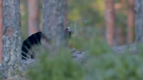 Male-western-capercaillie-roost-on-lek-site-in-lekking-season-close-up-in-pine-forest-morning-light