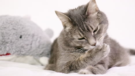 UHD-adult-tabby-cat-licks-and-cleans-its-paw-while-laying-next-to-a-stuffed-whale-with-a-white-background