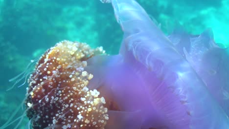 Cauliflower-jellyfish-in-shallow-water-HD