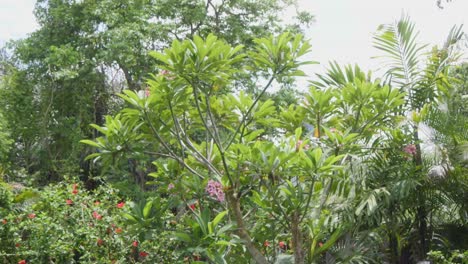 Two-ara-parrots-flying-between-rainforest-trees