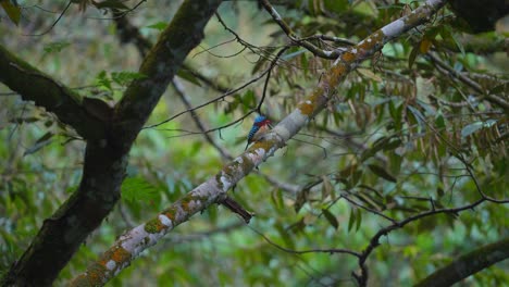 male-Banded-kingfisher-look-calm-perched-on-a-tree-among-the-leaves