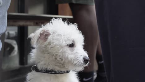 Close-up-shot-of-man-playing-with-dog