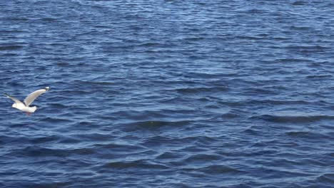 Seagulls-fly-into-wind-above-inky-blue-estuary-water-at-golden-hour-in-Autumn---Christchurch,-New-Zealand