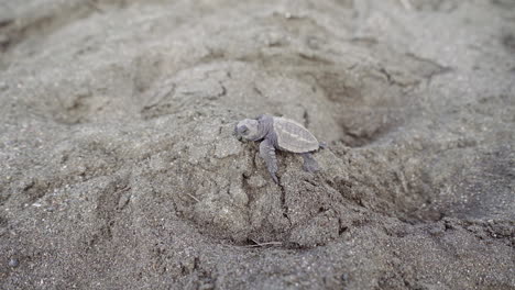 Tortuga-Golfina,-Lepidochelys-Olivacea,-Se-Dirige-Hacia-El-Agua-En-La-Playa-De-Anidación-Del-Refugio-De-Vida-Silvestre-Ostional,-Guanacaste,-Costa-Rica