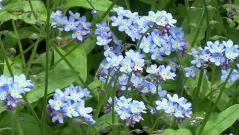 Nomeolvides-De-Madera,-Myosotis-Sylvatica.-Primavera.-Reino-Unido