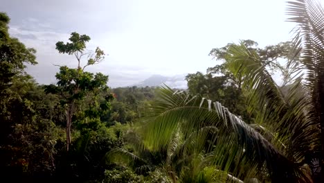 Aerial-of-a-green-tropical-rainforest-and-a-man-collecting-coconuts-in-Papua-New-Guinea