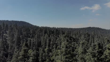 Drohne-In-Den-Wald