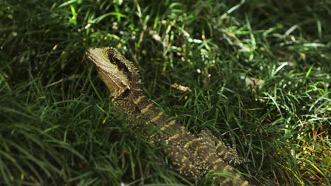 Eastern-Water-Dragon-close-up-in-tall-grass-in-shade-spot
