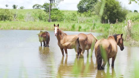 some-horses-in-the-lake