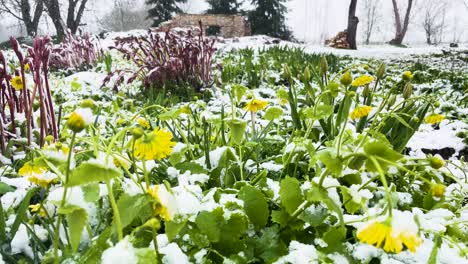 Yellow-blooming-flowers-in-garden,-sudden-spring-snowstorm-in-April,-Latvia